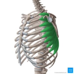 Mon approche en massothérapie

Quand je travaille avec toi, je ne fais pas juste “traiter la douleur”.

Je vais :

analyser comment ton omoplate bouge
identifier les muscles en cause
relâcher les tensions ciblées
réactiver les bons muscles
t’expliquer ce qui se passe dans TON corps

Objectif :
👉 des résultats concrets
👉 durables
👉 et surtout, compréhensibles pour toi